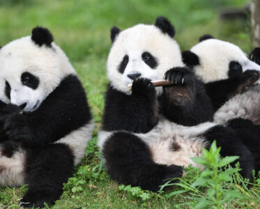 14 DÍAS, GRAN VIAJE A CHINA INCLUYENDO EL PARQUE FORESTAL NACIONAL DE ZHANGJIAJIE, QUE SIRVIERON DE INSPIRACIÓN PARA LAS MONTAÑAS ALELUYA DE LA PELÍCULA «AVATAR´´ Y LOS PANDAS GIGANTES CON SAMAR MAGIC TOURS