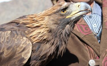 Mongolia Special Group Trip to the Golden Eagle Festival with Samar Magic Tours